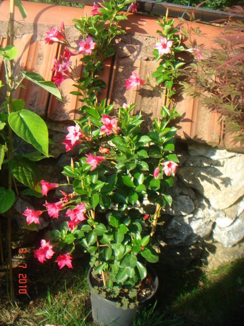 Name:  DSC01725.jpg
Views: 568
Size:  77.9 KB