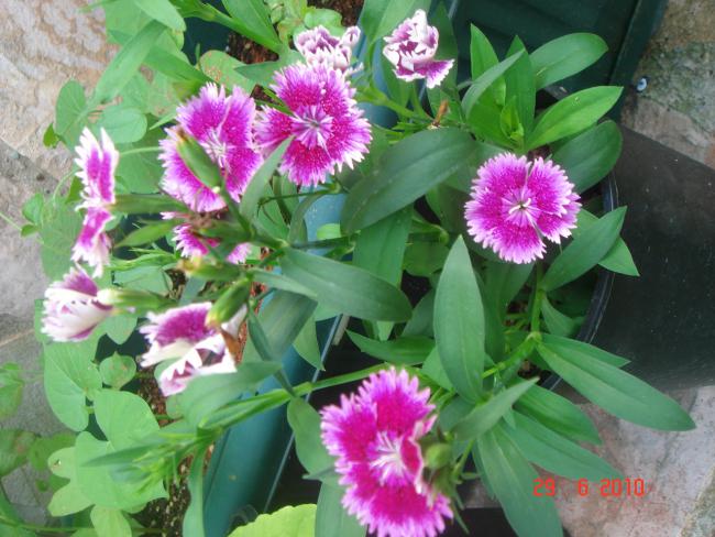 Name:  DSC01565.jpg
Views: 716
Size:  57.0 KB