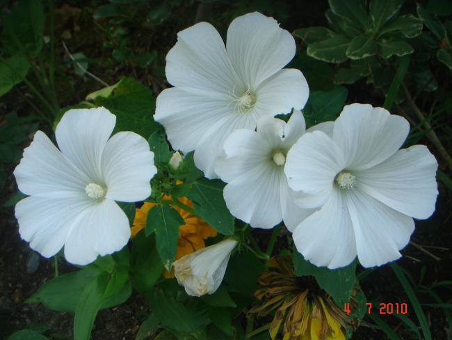 Name:  DSC01771.jpg
Views: 576
Size:  39.1 KB