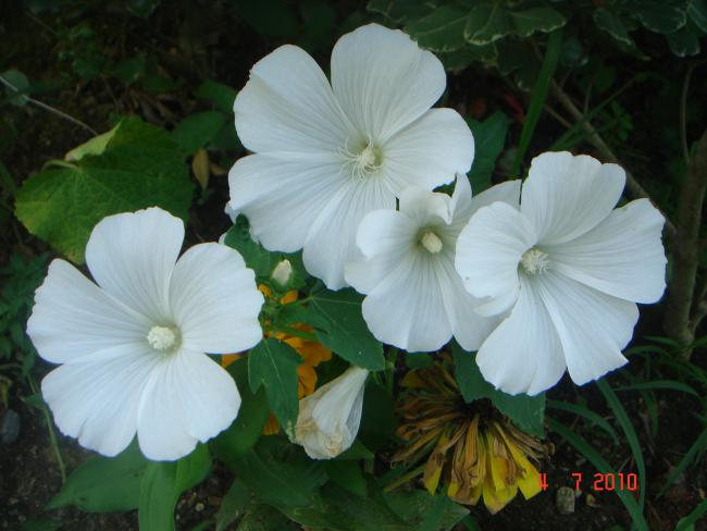 Name:  DSC01773.jpg
Views: 558
Size:  39.5 KB