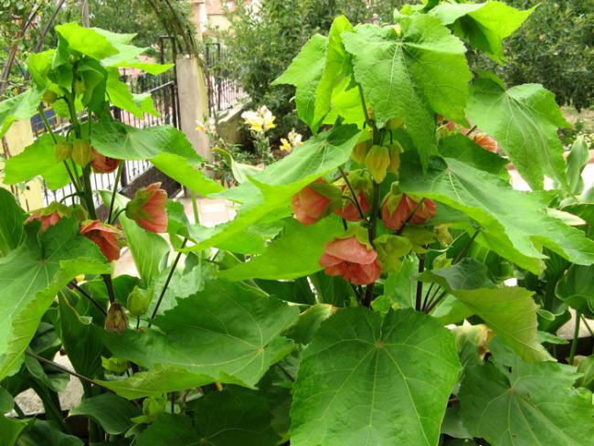 Name:  abutilon.jpg
Views: 1433
Size:  68.2 KB