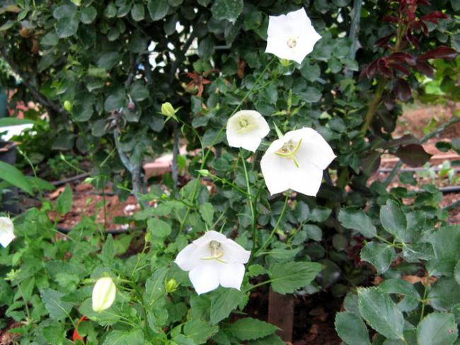Name:  campanulam.jpg
Views: 1510
Size:  62.9 KB