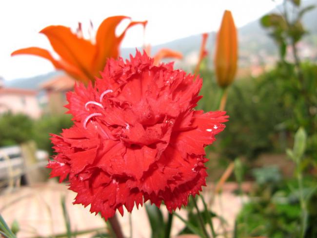 Name:  karanfil.jpg
Views: 1222
Size:  37.3 KB
