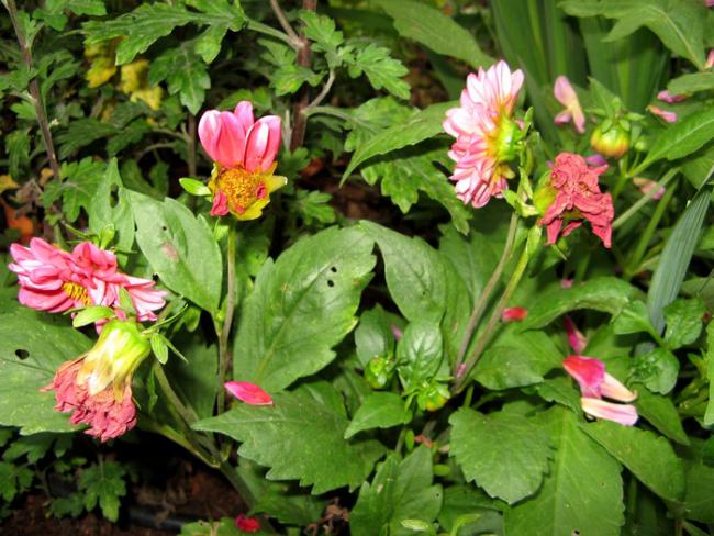 Name:  dahlia.jpg
Views: 1189
Size:  64.6 KB