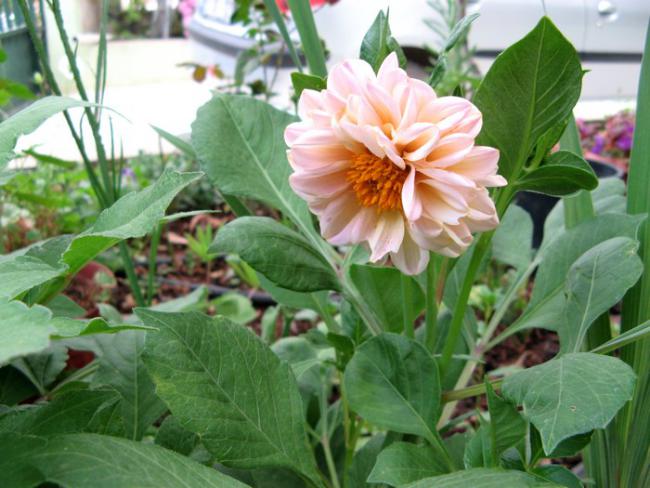 Name:  dahliamini.jpg
Views: 1131
Size:  51.5 KB