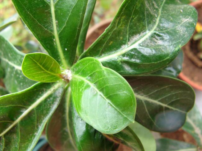 Name:  adenium.jpg
Views: 1308
Size:  47.5 KB