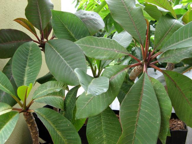 Name:  plumeria.jpg
Views: 1487
Size:  57.8 KB