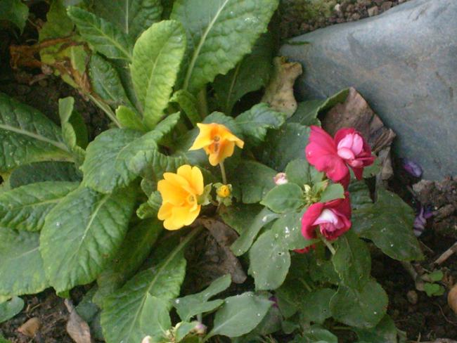 Name:  S6308736.jpg
Views: 497
Size:  52.5 KB