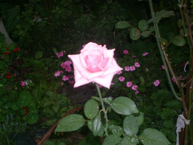Name:  S6309005.jpg
Views: 509
Size:  42.4 KB
