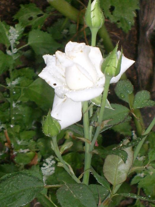 Name:  S6309022.jpg
Views: 508
Size:  48.5 KB