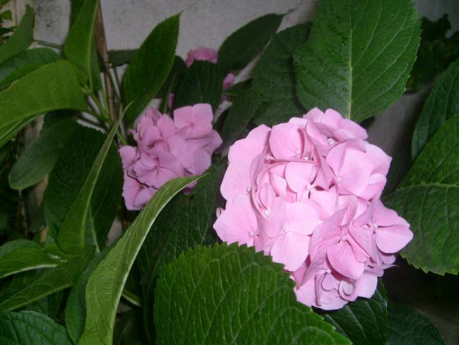 Name:  S6309029.jpg
Views: 492
Size:  43.0 KB
