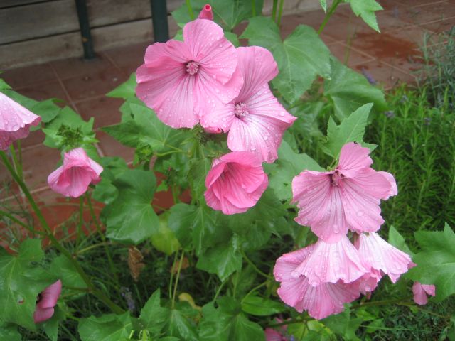 Name:  IMG_2761.JPG
Views: 658
Size:  66.1 KB