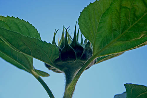 Name:  IMG_7265.JPG
Views: 1199
Size:  44.8 KB