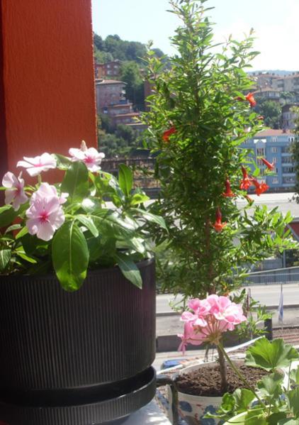 Name:  ss nar 1.jpg
Views: 1067
Size:  49.0 KB