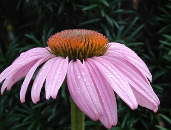 Name:  Echinacea purpurea 'Magnus'.JPG
Views: 1143
Size:  68.5 KB