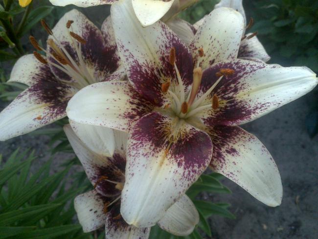 Name:  Foto1027.jpg
Views: 1037
Size:  49.3 KB