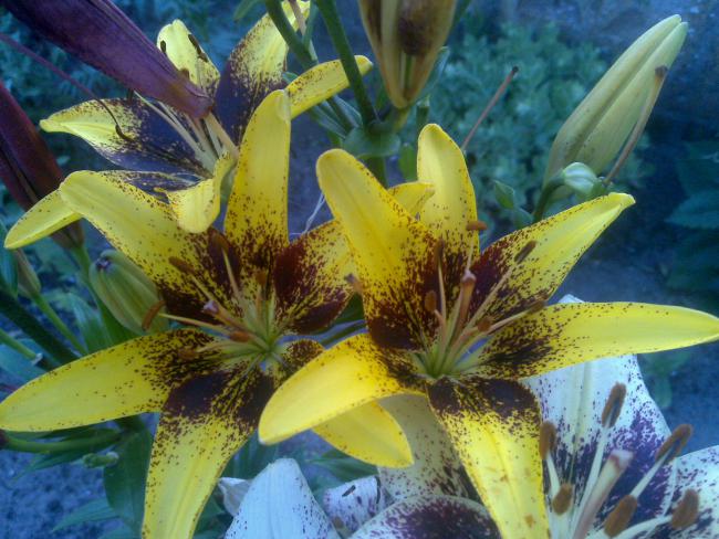 Name:  Foto1028.jpg
Views: 1015
Size:  58.7 KB