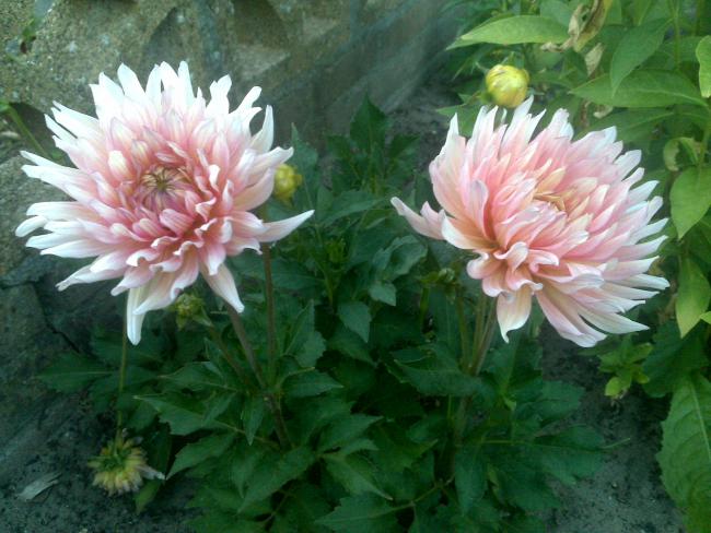 Name:  Foto1023.jpg
Views: 593
Size:  52.0 KB