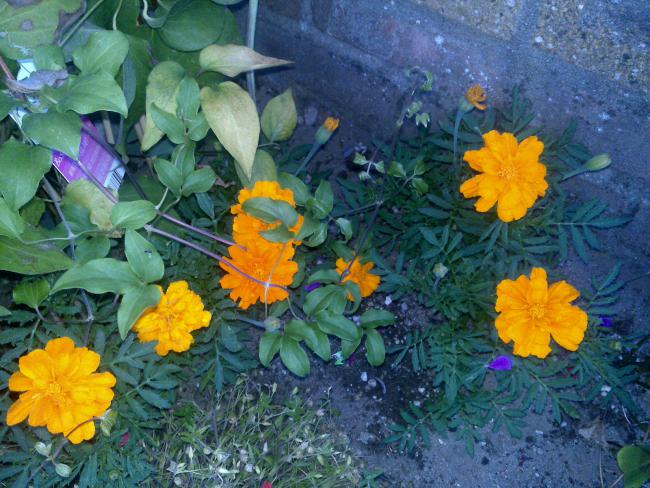 Name:  Foto1033.jpg
Views: 592
Size:  67.2 KB