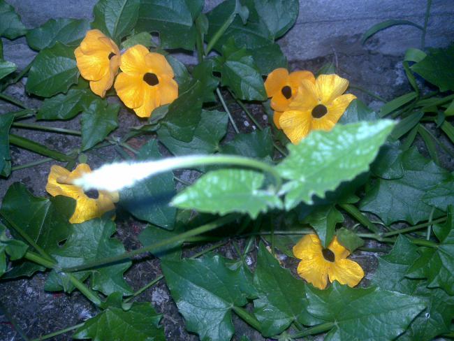 Name:  Foto1010.jpg
Views: 527
Size:  57.0 KB