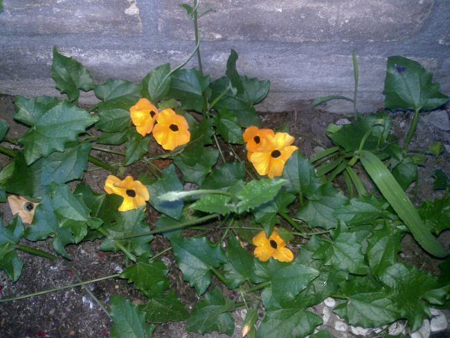 Name:  Foto1011.jpg
Views: 533
Size:  63.0 KB