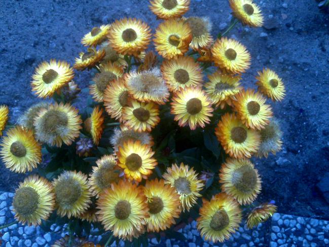 Name:  Foto1007.jpg
Views: 528
Size:  70.2 KB