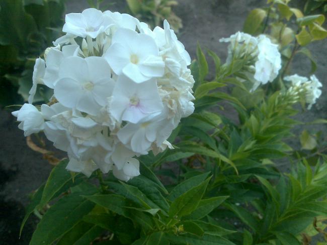 Name:  Foto1015.jpg
Views: 533
Size:  39.1 KB