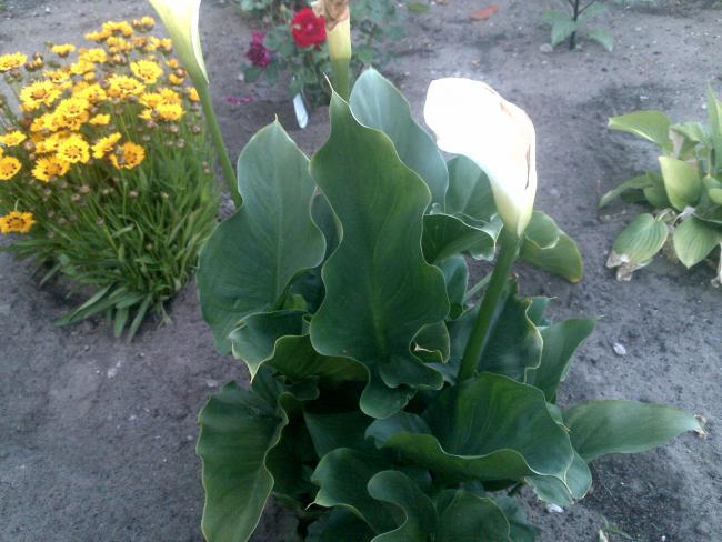 Name:  Foto1016.jpg
Views: 532
Size:  52.6 KB