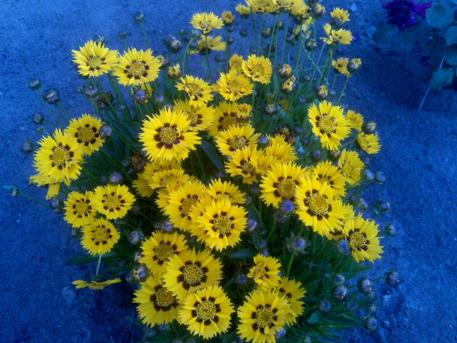 Name:  Foto1017.jpg
Views: 571
Size:  70.1 KB