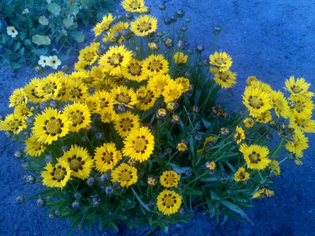 Name:  Foto1018.jpg
Views: 535
Size:  70.2 KB