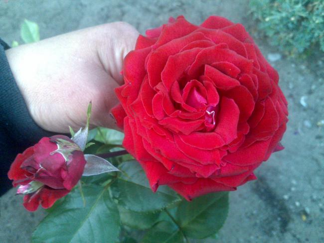 Name:  Foto1019.jpg
Views: 550
Size:  41.6 KB