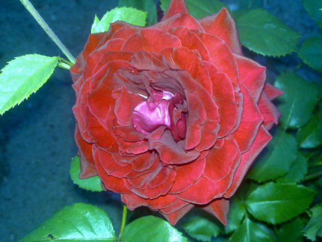 Name:  Foto1020.jpg
Views: 540
Size:  45.5 KB