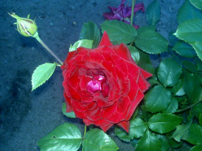 Name:  Foto1021.jpg
Views: 548
Size:  47.2 KB