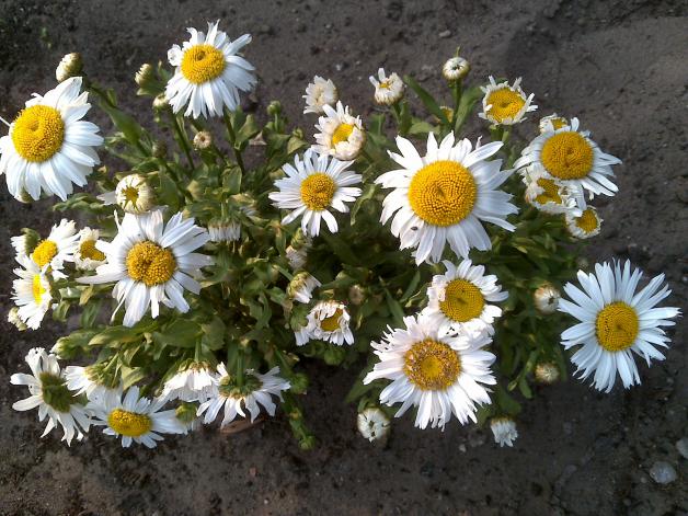 Name:  Foto873.jpg
Views: 719
Size:  70.9 KB