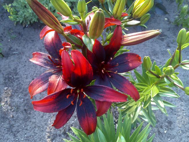 Name:  Foto874.jpg
Views: 685
Size:  68.5 KB