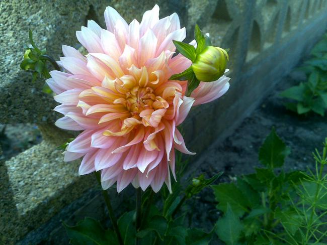 Name:  Foto876.jpg
Views: 781
Size:  50.6 KB