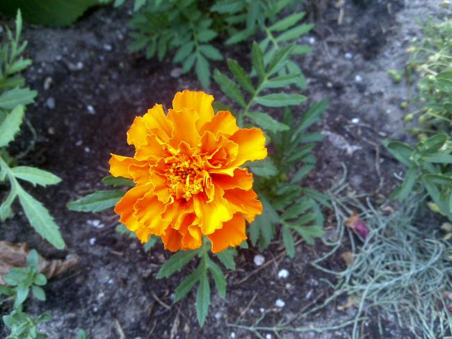 Name:  Foto883.jpg
Views: 706
Size:  55.0 KB