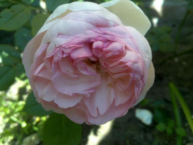 Name:  Foto914.jpg
Views: 709
Size:  32.8 KB