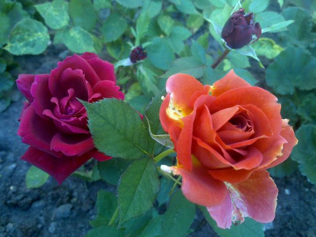 Name:  Foto906.jpg
Views: 722
Size:  44.6 KB