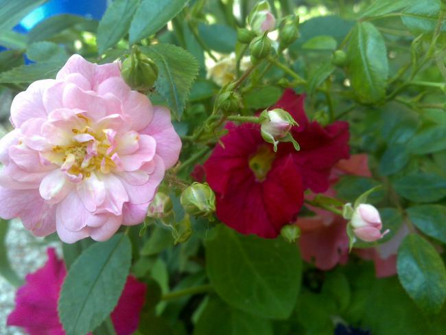 Name:  Foto907.jpg
Views: 674
Size:  39.5 KB