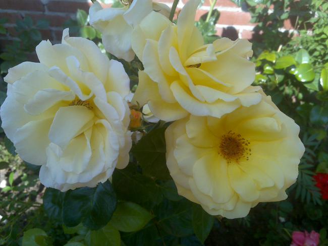 Name:  Foto913.jpg
Views: 706
Size:  37.9 KB