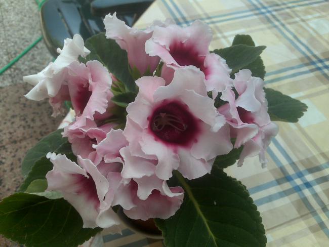 Name:  Foto895.jpg
Views: 757
Size:  40.8 KB
