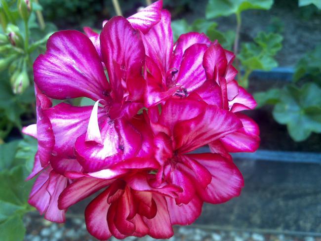 Name:  Foto901.jpg
Views: 675
Size:  51.9 KB