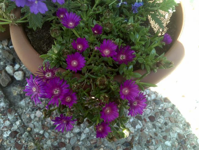 Name:  Foto905.jpg
Views: 703
Size:  61.0 KB