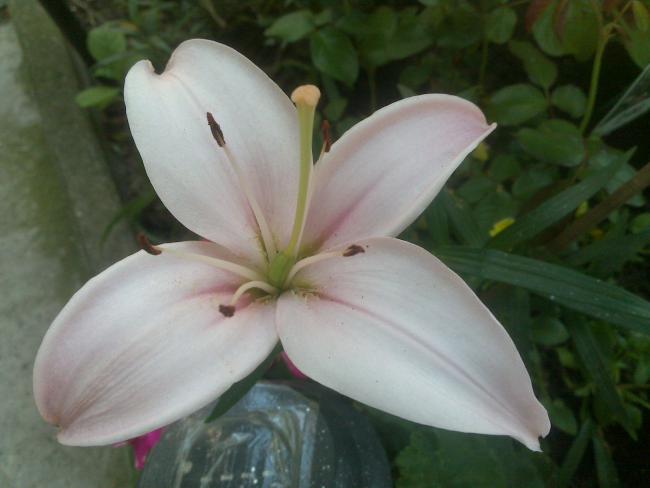 Name:  Foto962.jpg
Views: 690
Size:  31.3 KB