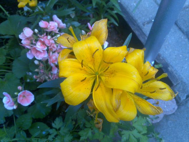 Name:  Foto963.jpg
Views: 763
Size:  45.9 KB