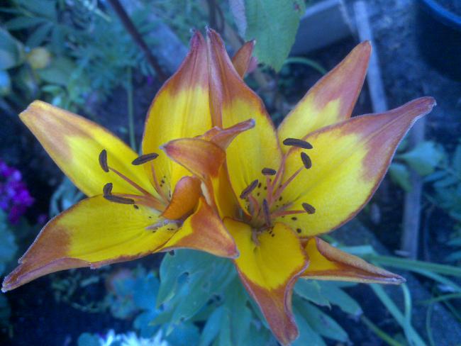 Name:  Foto964.jpg
Views: 721
Size:  42.1 KB