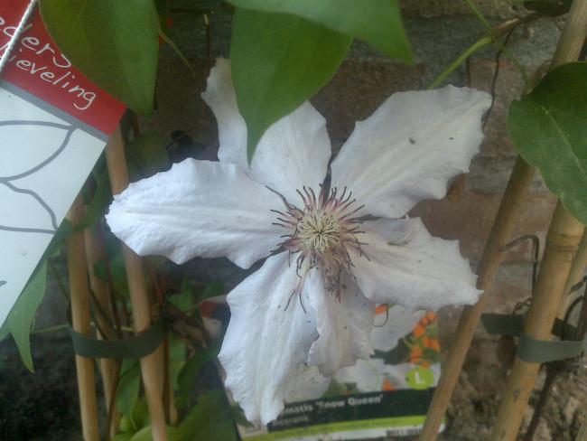 Name:  Foto815.jpg
Views: 784
Size:  37.6 KB