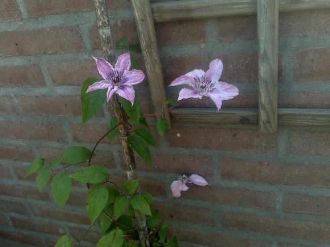 Name:  Foto802.jpg
Views: 775
Size:  45.8 KB
