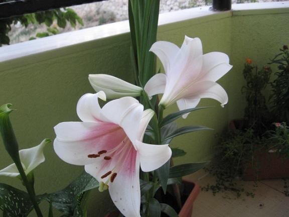 Name:  lilium.JPG
Views: 933
Size:  38.6 KB